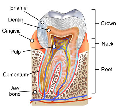 Root Canal Procedure